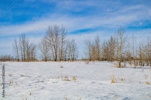 Foots prints and snow in the field. Calgary, Alberta, Canada