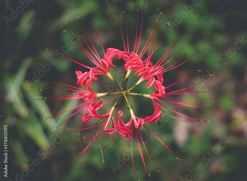 Spider Lily from overhead