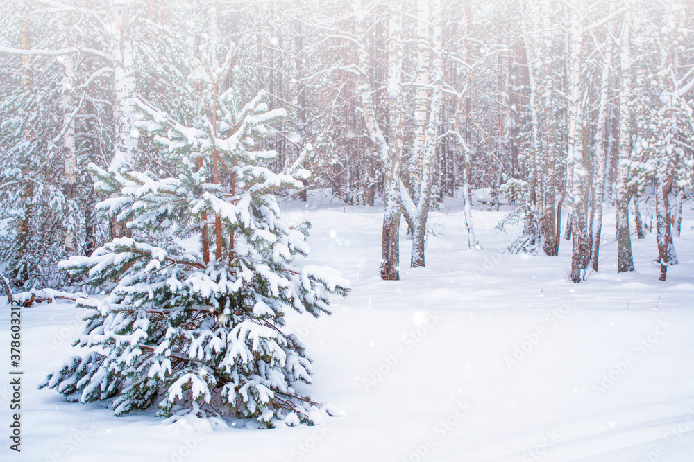 Frozen winter forest with snow covered trees. Frozen winter forest with snow covered trees.