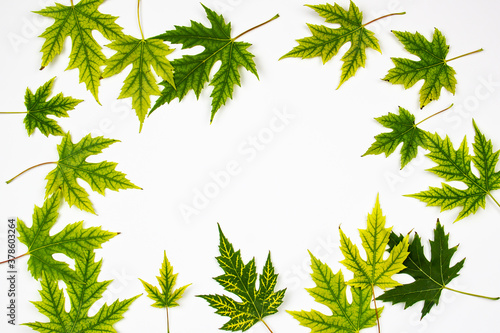 Frame from green leaves of Silver Maple tree  Acer Saccharinum  isolated on white background. Background with copy space