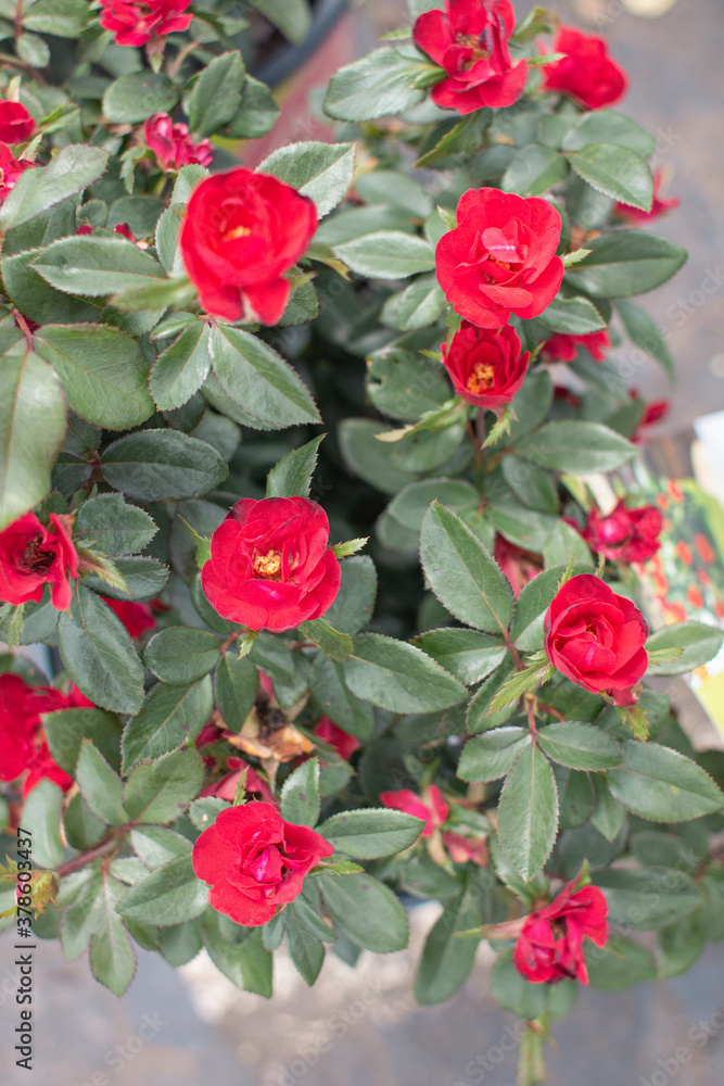 Roses Roses