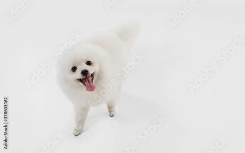 Attented, smiling. Spitz little dog is posing. Cute playful white doggy or pet playing on white studio background. Concept of motion, action, movement, pets love. Looks happy, delighted, funny.