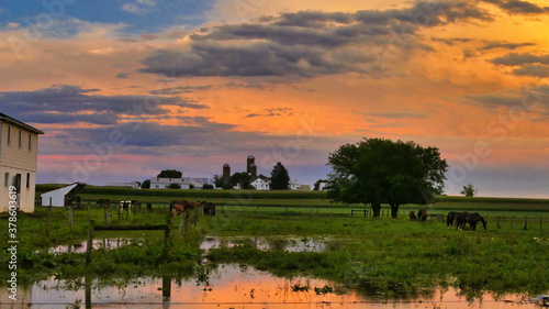 Orange Sunset over Farmlands with Horses and Barn over Corn Fields. High quality photo. Fields filled with water after recent Rain