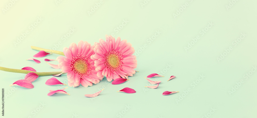 spring bouquet of pink flowers over pastel mint background