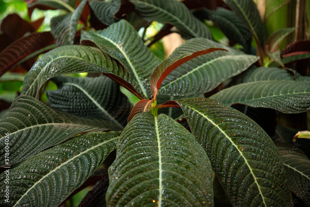 Obraz premium close up striped ornamental plant green leaves background