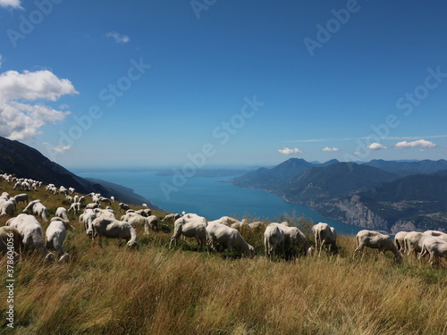 sheep in the mountains