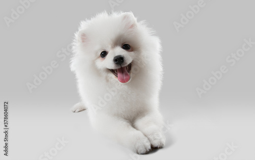 Like a clouds. Spitz little dog is posing. Cute playful white doggy or pet playing on grey studio background. Concept of motion, action, movement, pets love. Looks happy, delighted, funny.