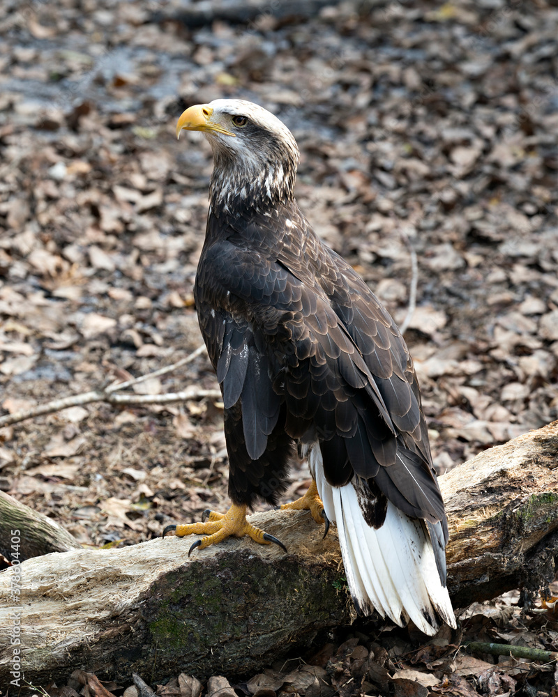 Fototapeta premium Bald Eagle Bird photo. Bald Eagle juvenile bird close-up profile view with a brown leaves background. Portrait. Image. Picture.