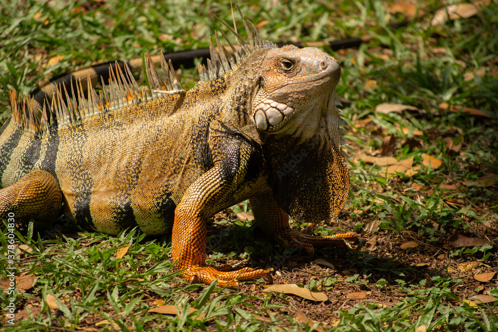 Plano Medio Iguana Plano Medio Iguana