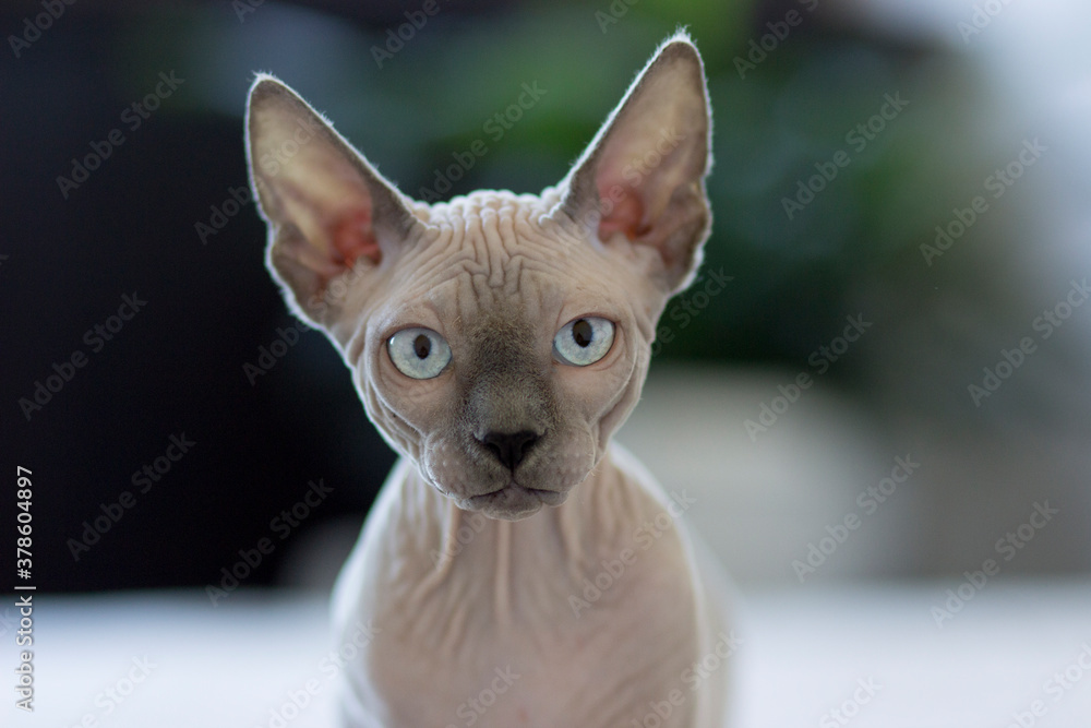 Sphynx cat is in interesting position in his house, light background