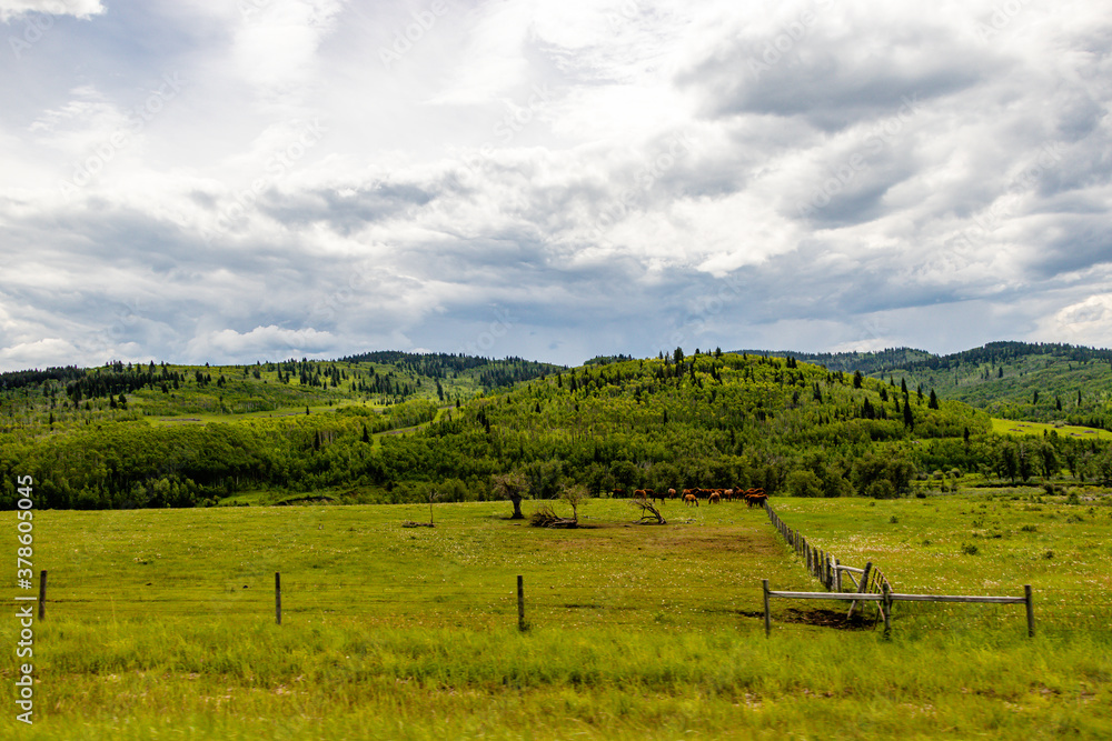 Fototapeta premium Green fields, ponds and over cast skies on a drive through the country. MD of Willow Creek, Alberta, Canada