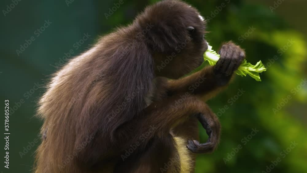 A spider monkey sits facing right, eating a leaf. It turns its head and looks over its shoulder, turning towards the camera. A spider monkey sits facing right, eating a leaf. It turns its head and looks over its shoulder, turning towards the camera.