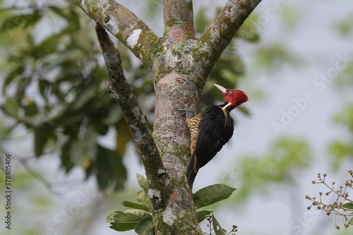 Pale-billed woodpecker climbs on tree in forest