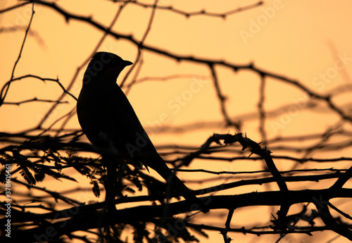 Silhouette of Grey Hypocolius perched on acacia tree  Bahrain
