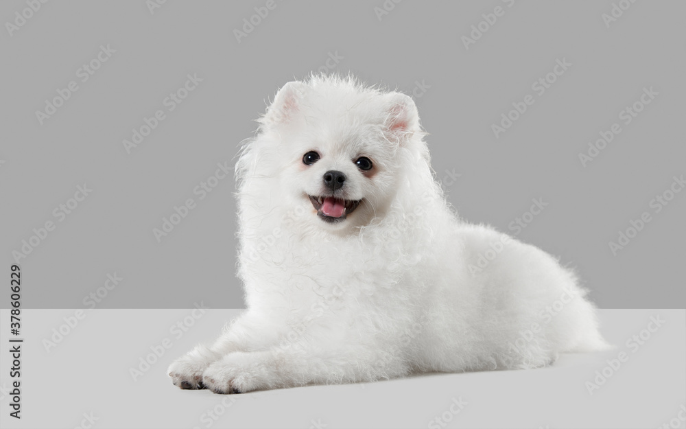 Proud and queen. Spitz little dog is posing. Cute playful white doggy or pet playing on grey studio background. Concept of motion, action, movement, pets love. Looks happy, delighted, funny. Proud and queen. Spitz little dog is posing. Cute playful white doggy or pet playing on grey studio background. Concept of motion, action, movement, pets love. Looks happy, delighted, funny.
