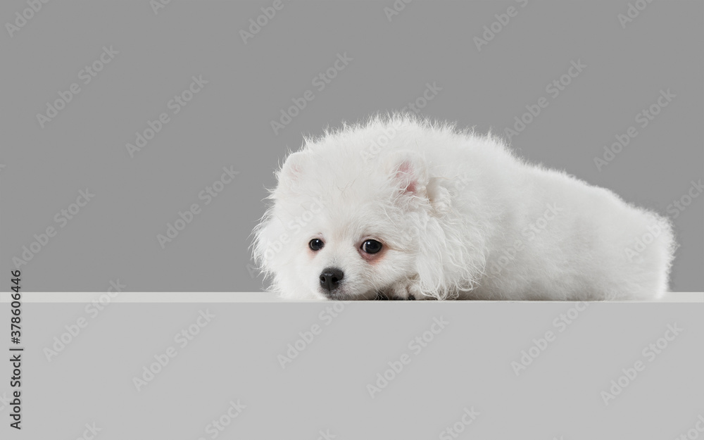 Shy and cute, sad. Spitz little dog is posing. Cute playful white doggy or pet playing on grey studio background. Concept of motion, action, movement, pets love. Looks happy, delighted, funny. Shy and cute, sad. Spitz little dog is posing. Cute playful white doggy or pet playing on grey studio background. Concept of motion, action, movement, pets love. Looks happy, delighted, funny.