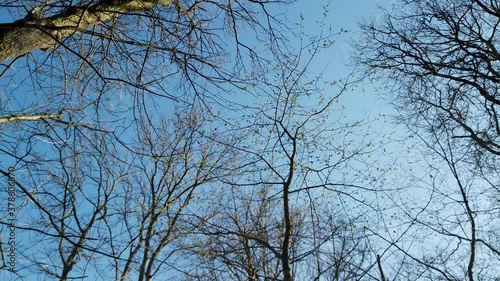 trees against sky