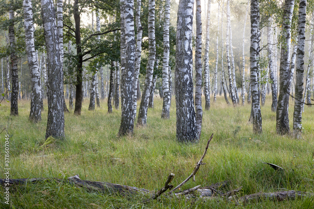 Birch forest in swamp at morning in autumn with light shining through the trees with piece of wood in foreground, Duvenstedter Brook, Hamburg, Northern Germany, Birch forest in swamp at morning in autumn with light shining through the trees with piece of wood in foreground, Duvenstedter Brook, Hamburg, Northern Germany,