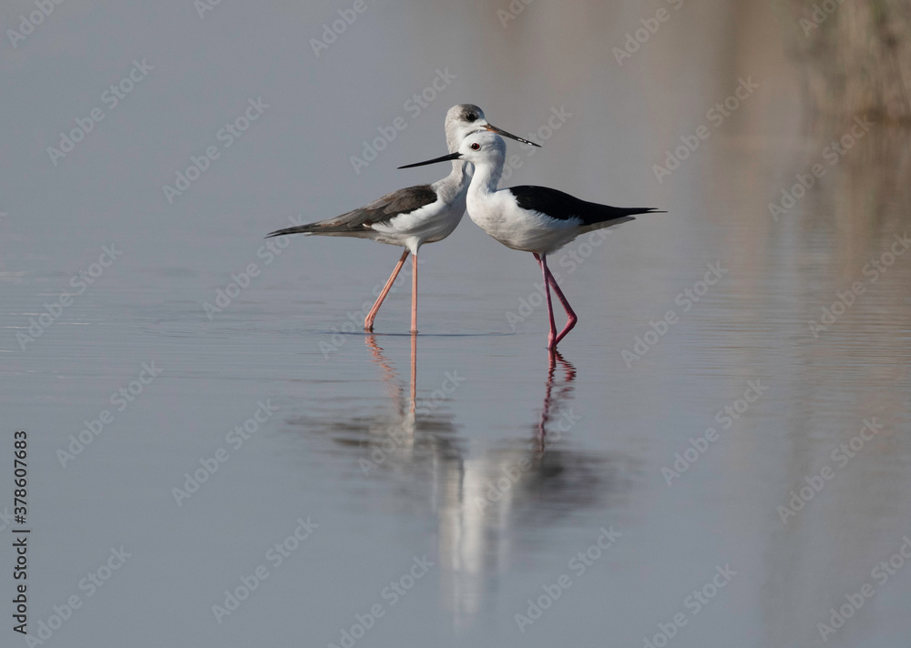 A pair of Black-winged Stilt at Asker marsh Bahrain A pair of Black-winged Stilt at Asker marsh Bahrain