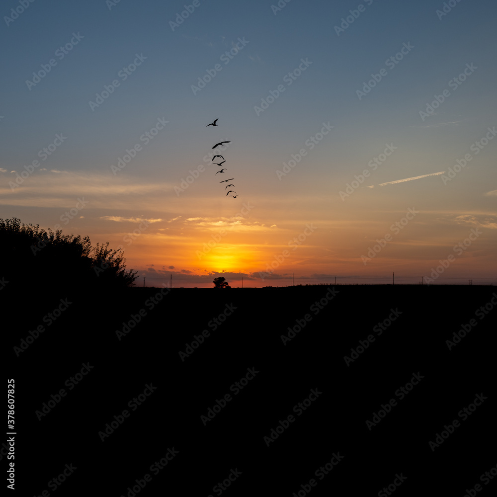 Obraz premium 015-sunset_geese-ankeny-05sep20-09x09-006-400-8026