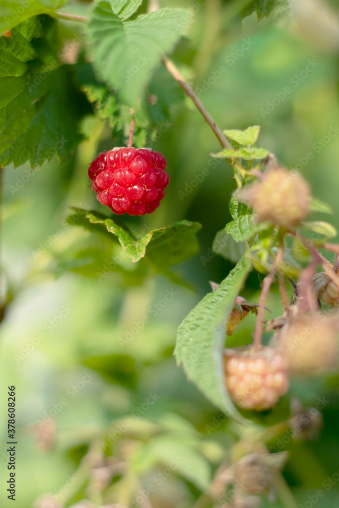 One red ripe bright raspberry on branch surrounded with green leaves and berries. Vertical shot with sun flecks. Organic agriculture. Gardening as hobby. Sweet and tasty harvest. Selective focus. One red ripe bright raspberry on branch surrounded with green leaves and berries. Vertical shot with sun flecks. Organic agriculture. Gardening as hobby. Sweet and tasty harvest. Selective focus.
