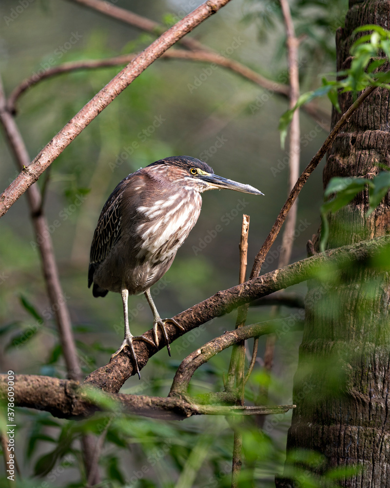 Fototapeta premium Green Heron Stock photo. Perched on a branch, showing its body, head, eye, beak, feet with a blur background in its habitat and environment. Image. Picture. Portrait.