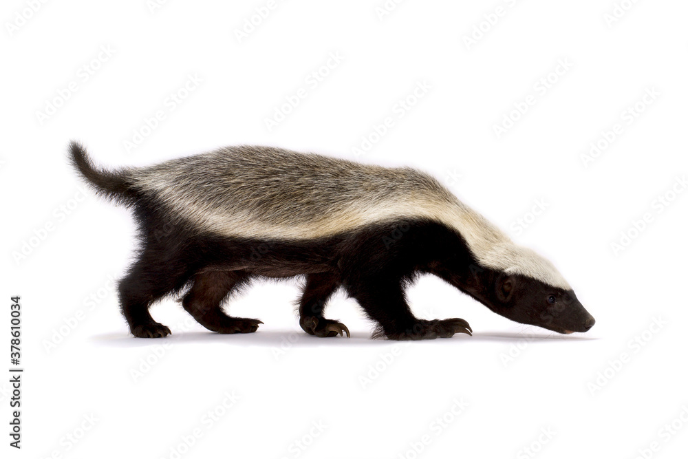 Fototapeta premium honey badger (Mellivora capensis)