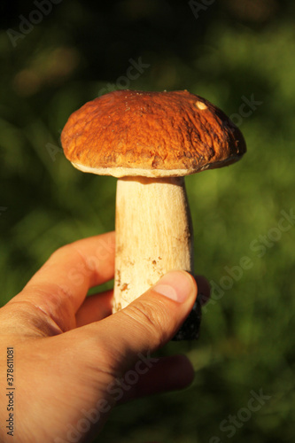 White mushroom in hand close up. Boletus edulis