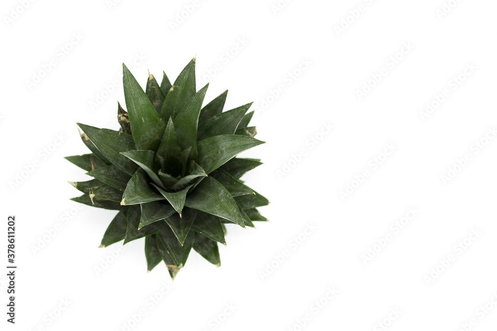 Pineapple crown isolated on white. Pineapple crown isolated on white.