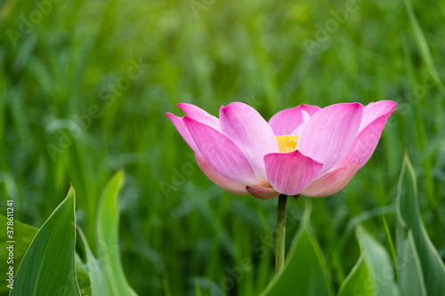 Beautiful pink lotus flower in blooming