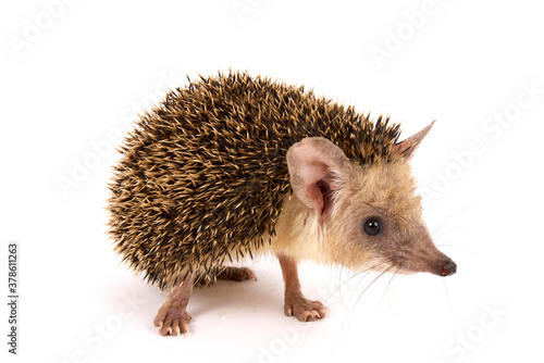 long-eared hedgehog (Hemiechinus auritus)