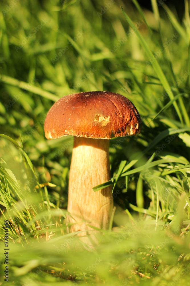 White mushroom in the grass. The mushroom is illuminated by the sun. Nature