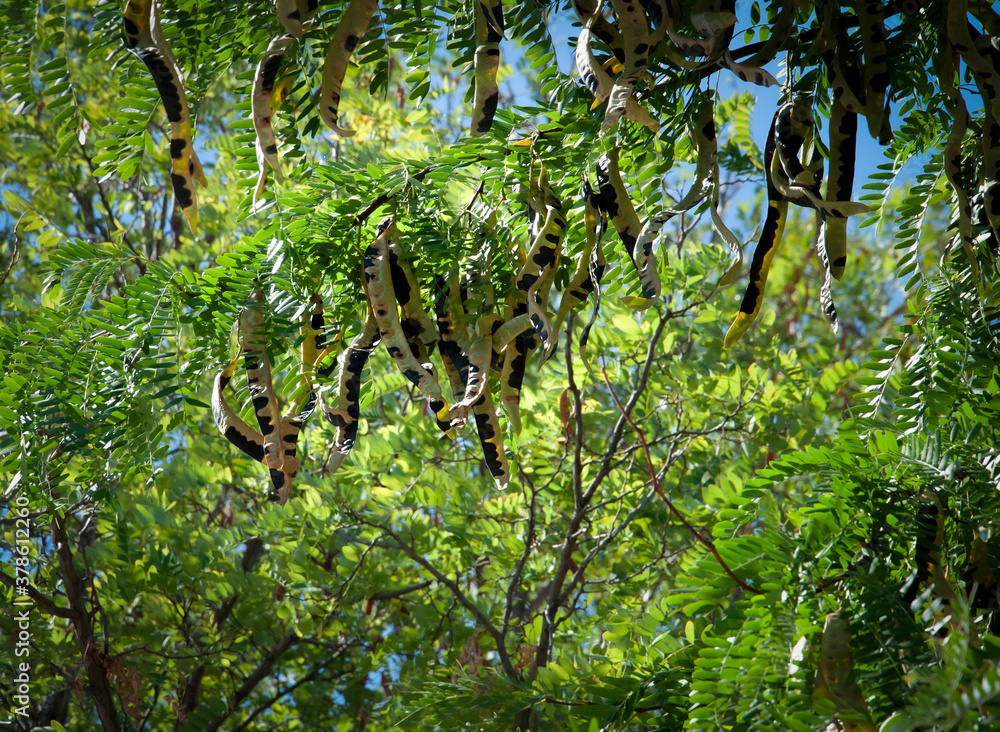 Drzewo karobowe Ceratonia siliqua z rozwijającymi się strąkami. Niedojrzały karob. - obrazy, fototapety, plakaty 