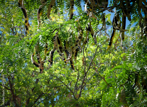 Drzewo karobowe Ceratonia siliqua z rozwijającymi się strąkami. Niedojrzały karob.
