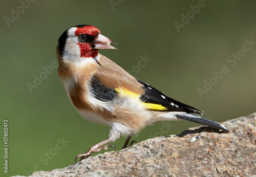 Close-up of a Goldfinch (Carduelis carduelis) eating birdfood on a rock, green natural background