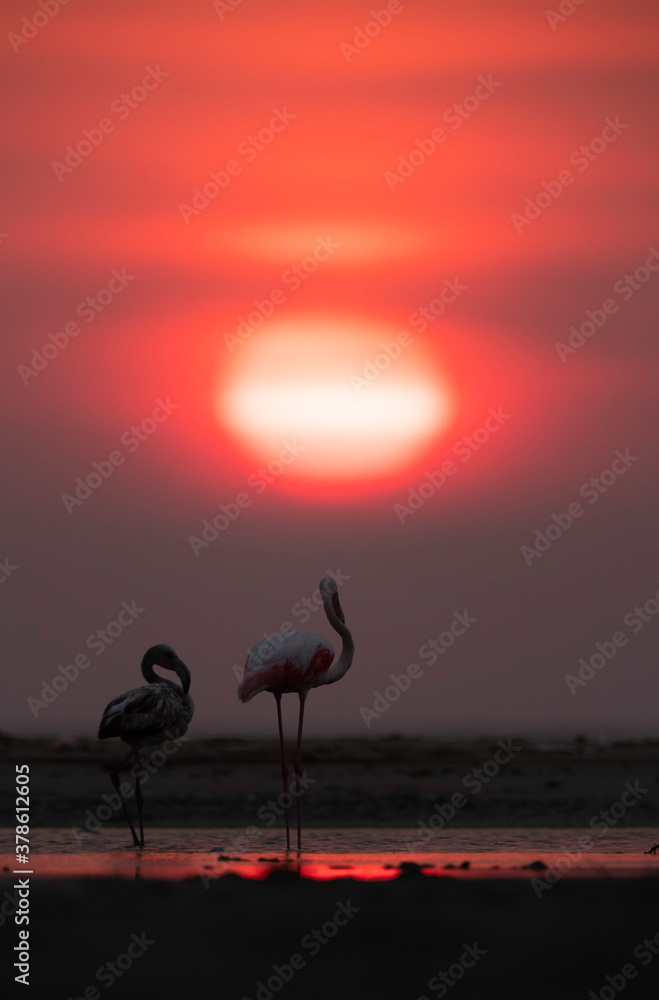 Naklejka premium Greater Flamingos and dramatic sunrise at Asker coast of Bahrain
