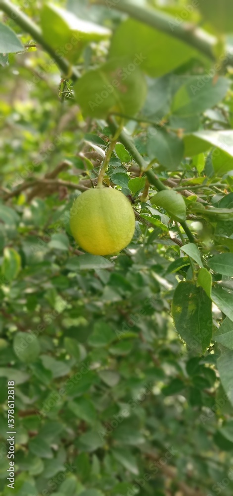 green apple on tree