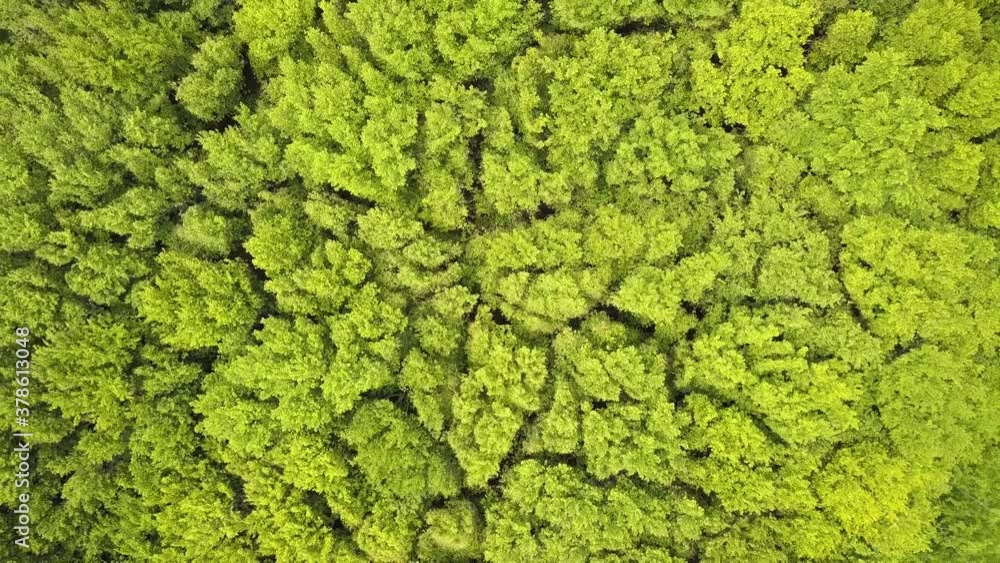 Aerial view of green forest with canopies of summer trees swaying in wind.
Aerial view of green forest with canopies of summer trees swaying in wind.