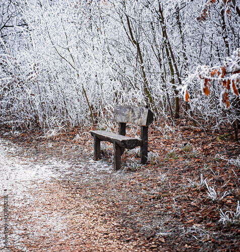 Bench in winter in the forest