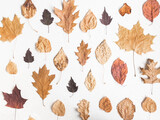 Autumn pattern of various fallen colorful leaves from various trees on white texture background. Flat lay of botanical collection fall leafs, top view.