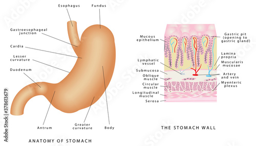 Anatomy of stomach. Stomach anatomy of the human internal digestive organ. Parts of the stomach. Stomach wall on white background. Structure and function of Stomach Anatomy system