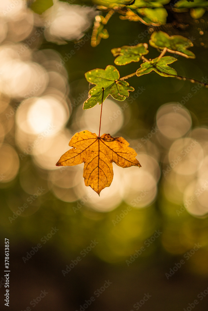 Obraz premium Yellow leaf in the sunset light