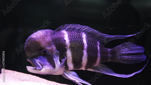 Beautiful fish cyphotilapia frontosa. large aquarium photo