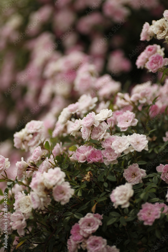 6月のミニ薔薇 6月のミニ薔薇