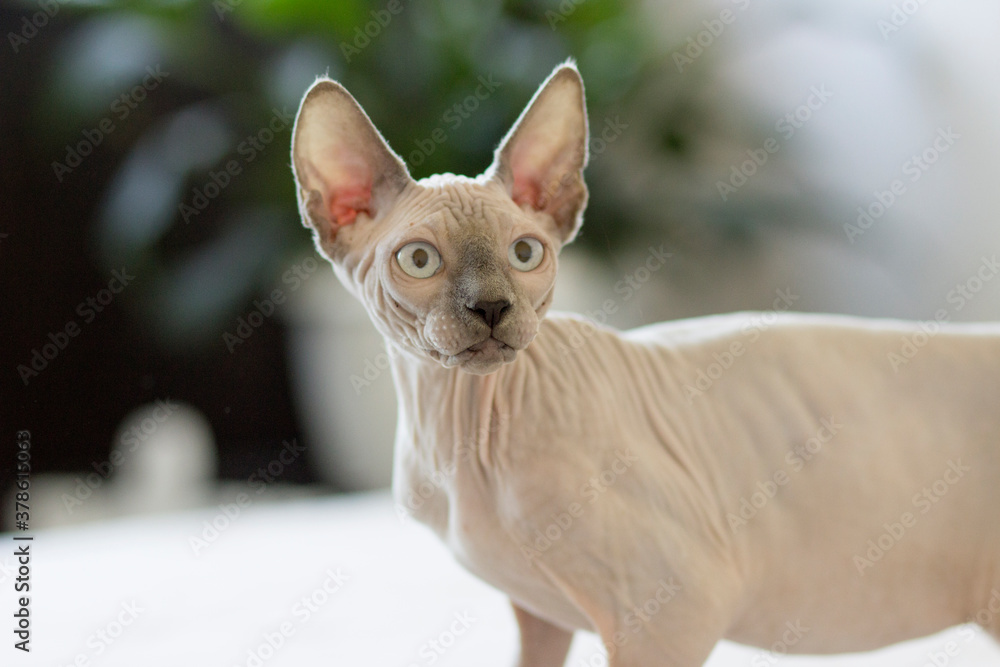 Fototapeta premium Sphynx cat is in interesting position in his house.