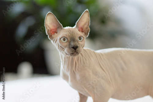 Sphynx cat is in interesting position in his house. © Katrin
