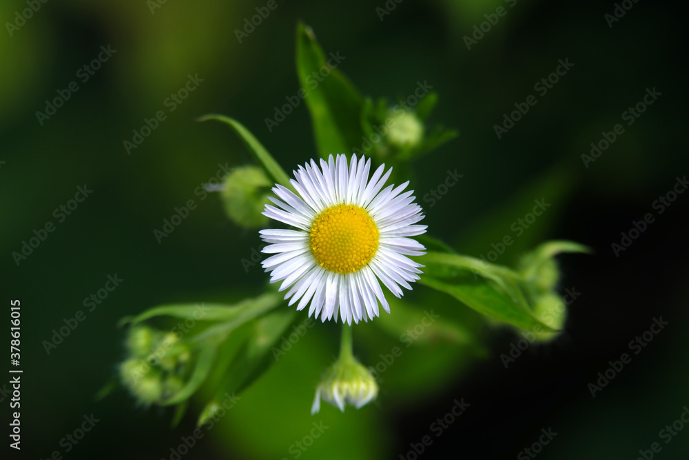 Obraz premium A high-angle shot of a daisy fleabane - Stockphoto