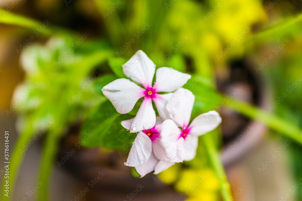 Macro closeup of white vinca flowers with water drops in summer showing detail and texture Macro closeup of white vinca flowers with water drops in summer showing detail and texture
