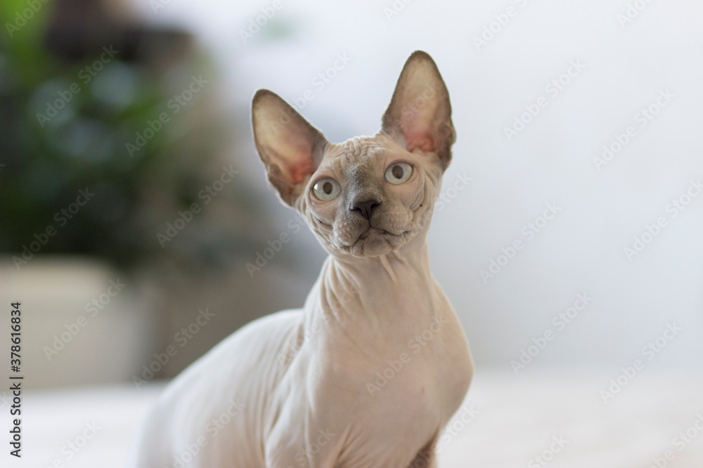Sphynx cat is in interesting position in his house. Sphynx cat is in interesting position in his house.