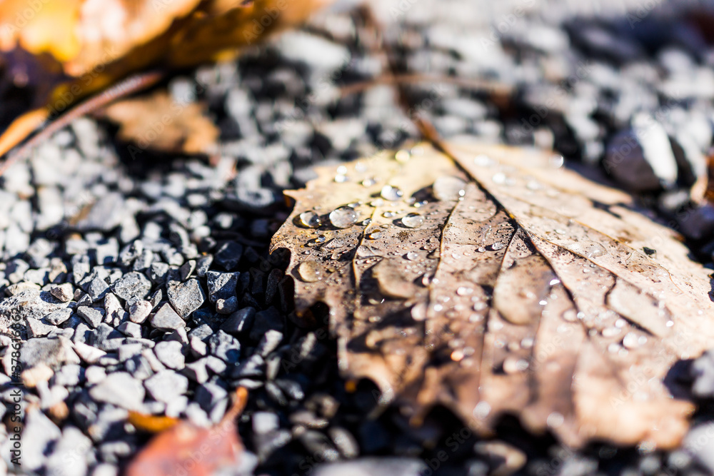 Macro closeup of water dew rain drops on autumn brown leaves on ground with rocks showing bokeh, detail, structure, and texture Macro closeup of water dew rain drops on autumn brown leaves on ground with rocks showing bokeh, detail, structure, and texture